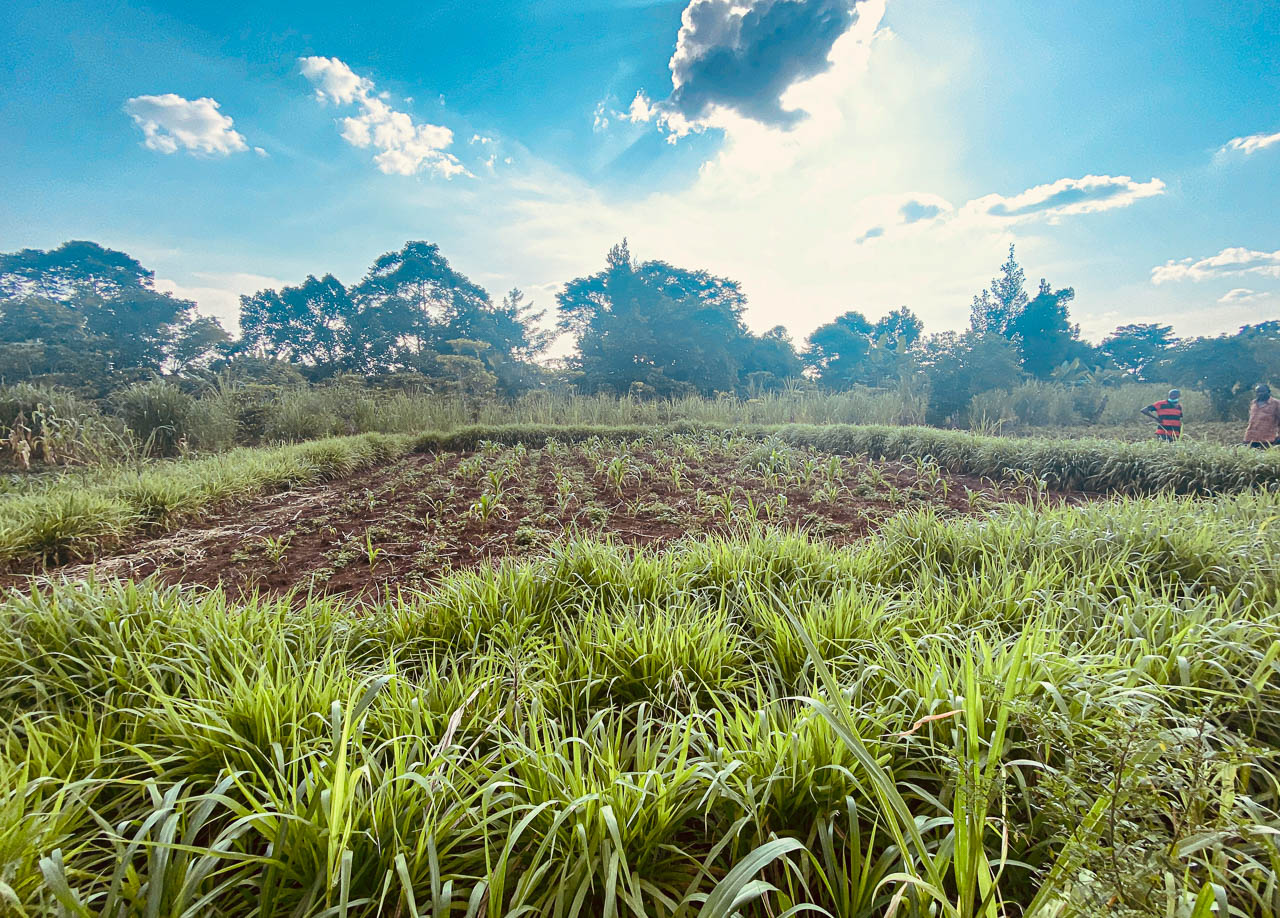 Principe du Push & Pull qui consiste à repousser les nuisibles tout en attirant les prédateurs naturels et les pollinisateurs, créant un équilibre écologique favorable à la culture.